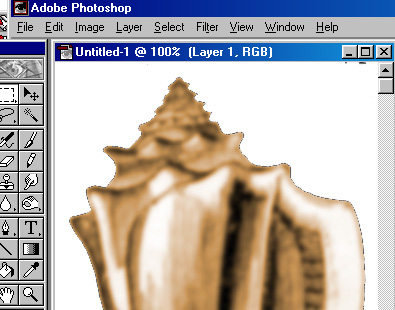 conchcolor.JPG (58817 bytes)