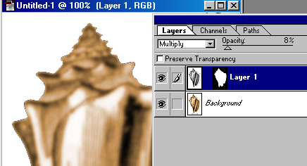 conchmult.JPG (44442 bytes)