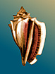 conchthumb.JPG (9626 bytes)