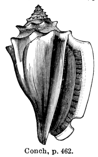 shellbesta.GIF (33298 bytes)