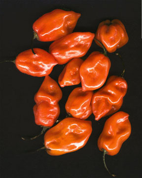 habaneros
